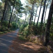 Premier coup de pédale dans les Landes