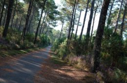 Premier coup de pédale dans les Landes