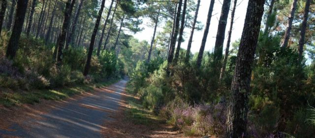 Premier coup de pédale dans les Landes